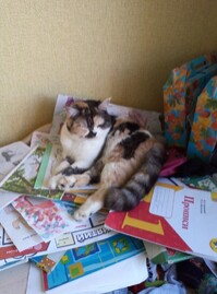 Kote