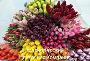 Тюльпаны краснодарские