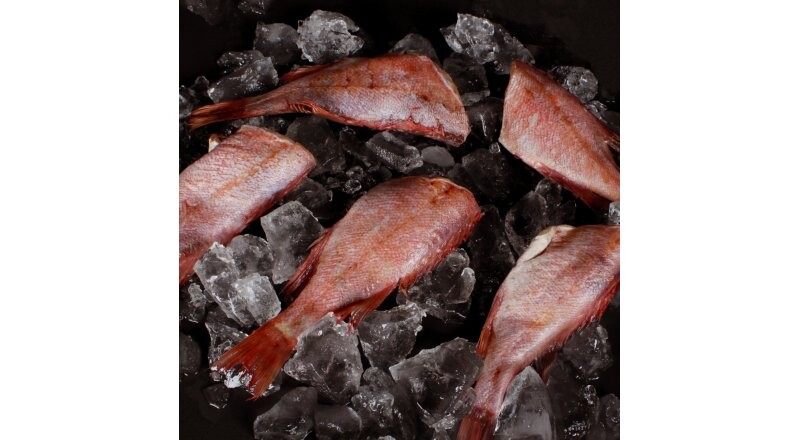 Окунь морской