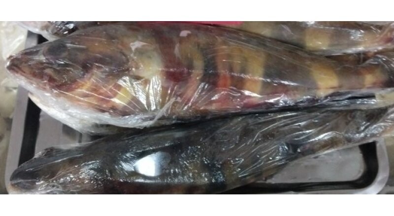 Терпуг курильский