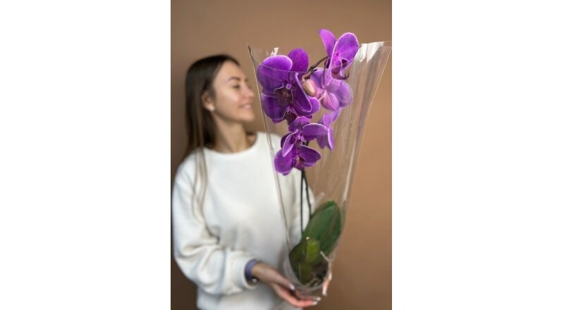 Орхидея горшечная