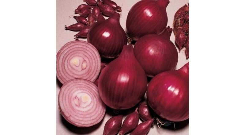 Лук-севок «Кармен»