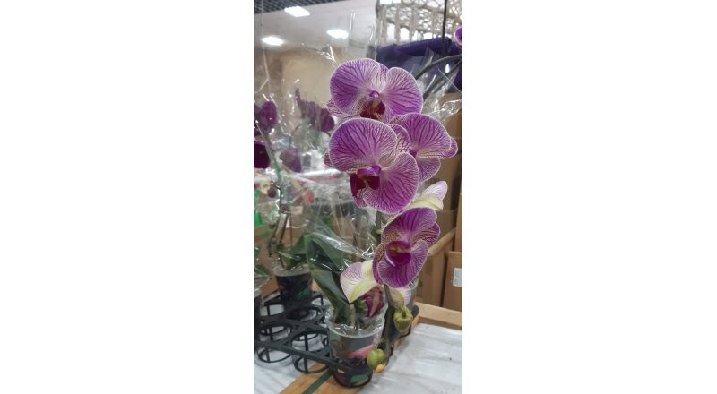 Орхидея «Фаленопсис»