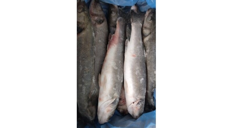 Рыба «Сибас»