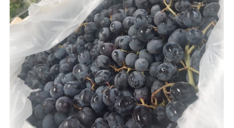 Виноград Киш-Миш