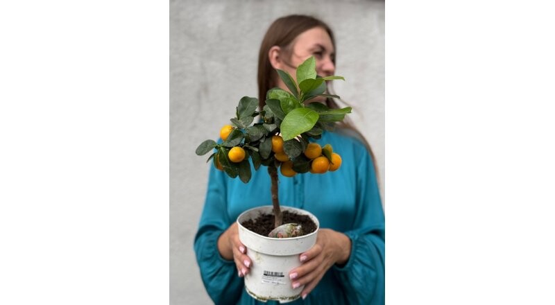 Горшечное растение «Каламандин Цитрофортунелла»