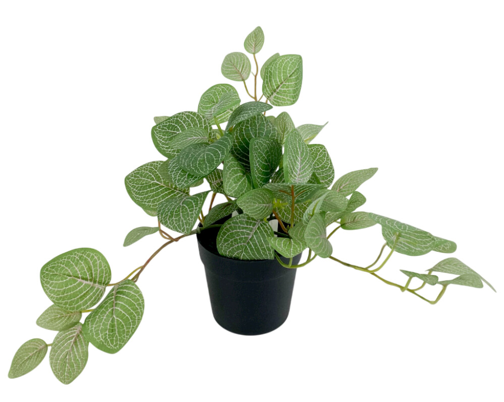 Цветок в горшке «Фиттония»