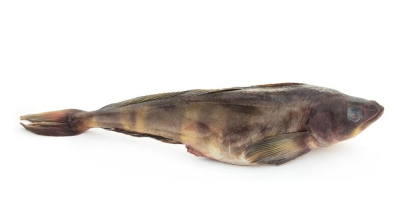 Терпуг неразделанный