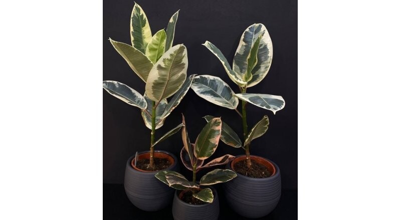 Горшечное растение «Фикус Белиз/Тинеке»