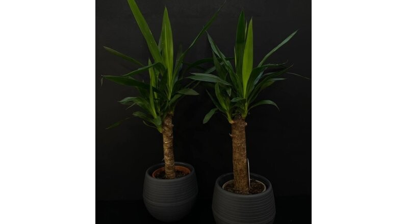 Горшечное растение «Юкка»