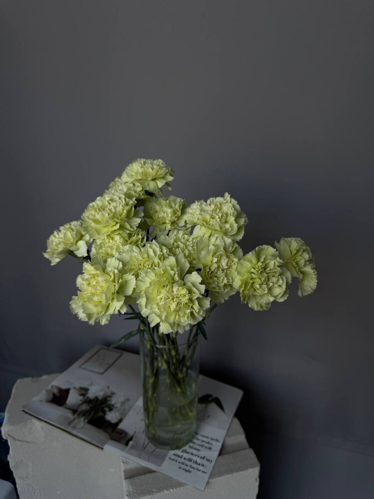 Диантусы фисташковые 15 штук