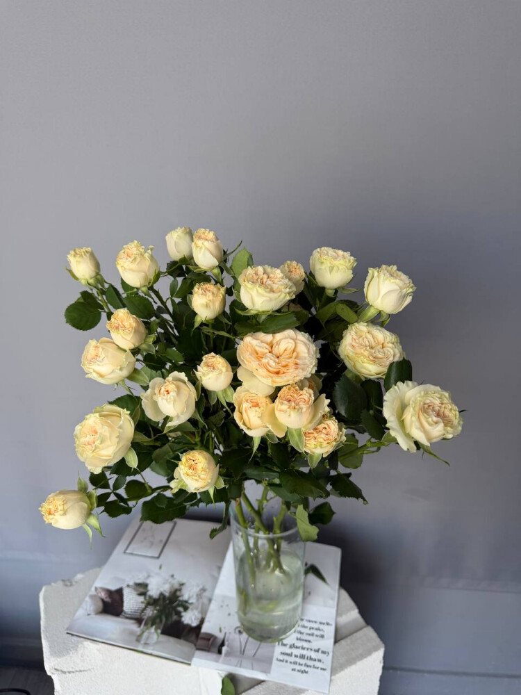 Кустовая пионовидная Роза сливочная 5 шт