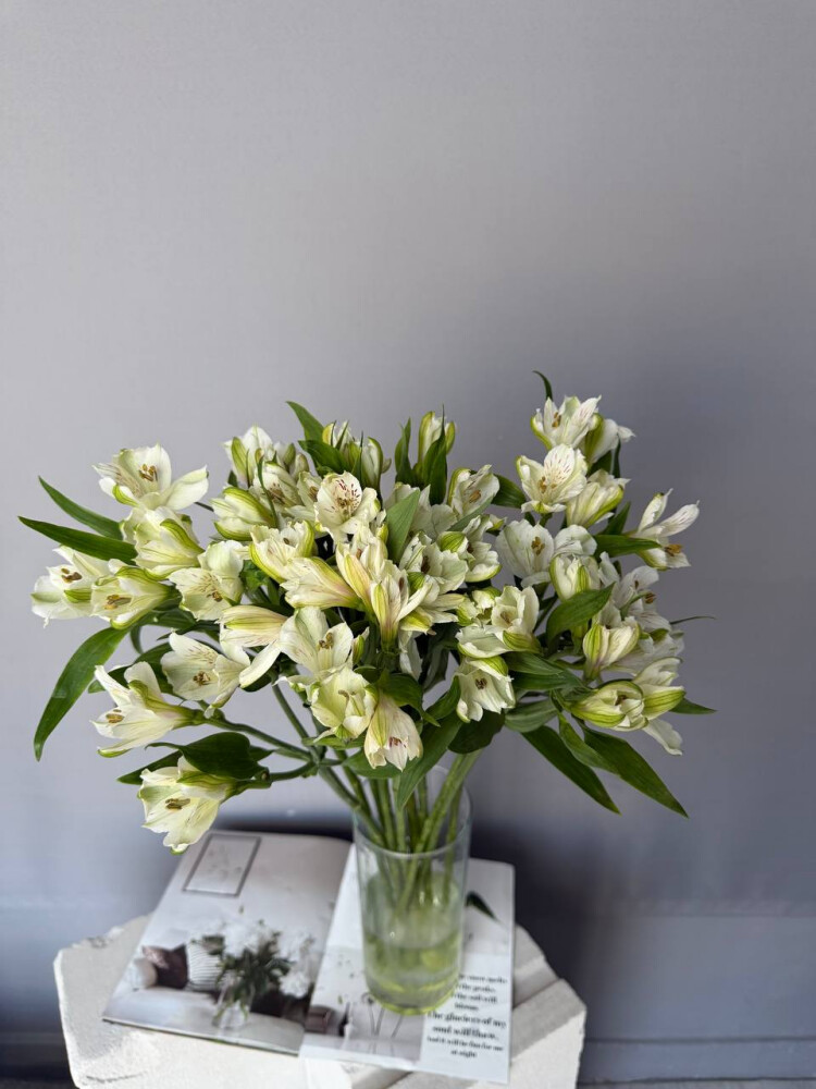 Альстромерия белая 10 шт