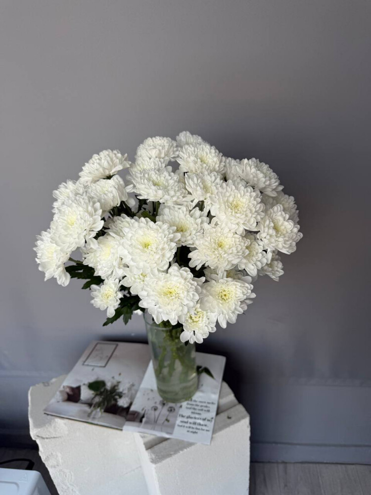 Хризантема Алтай 5 шт