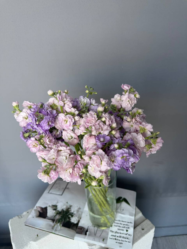 Матиола 10 шт