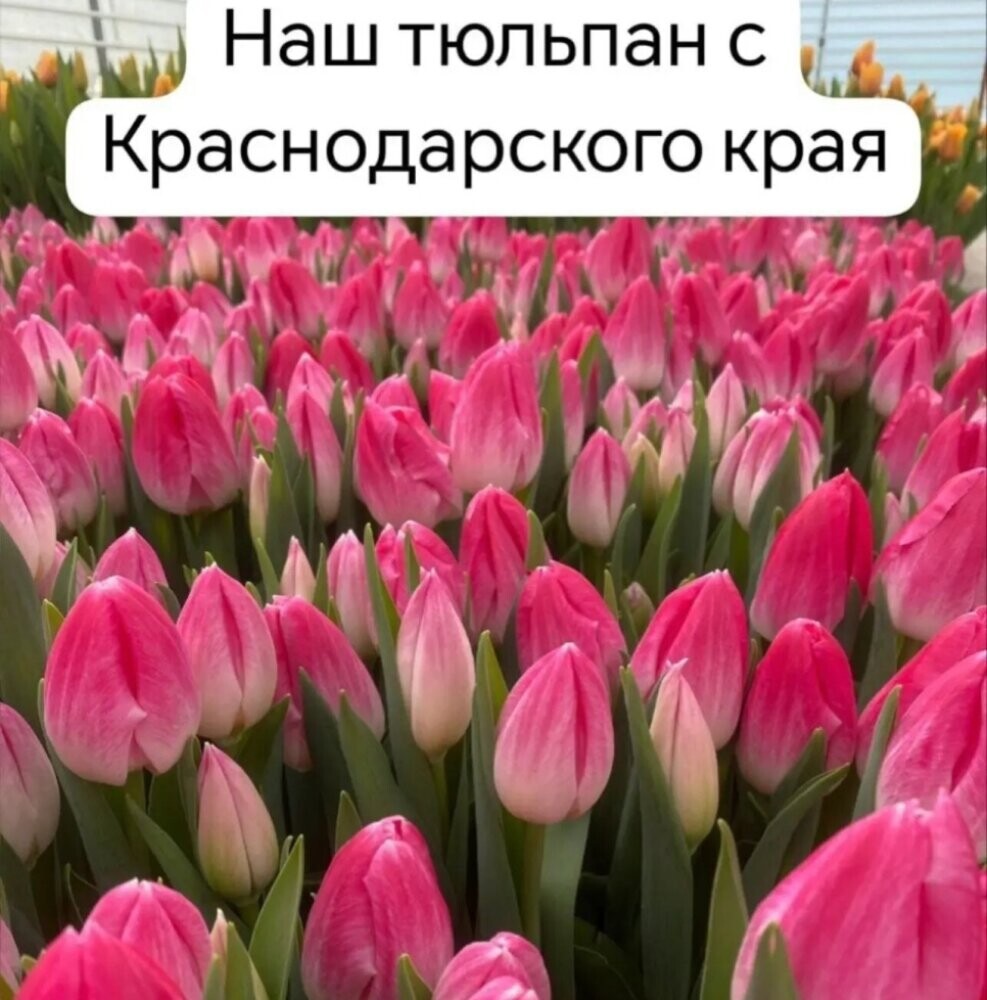 Тюльпаны розовые