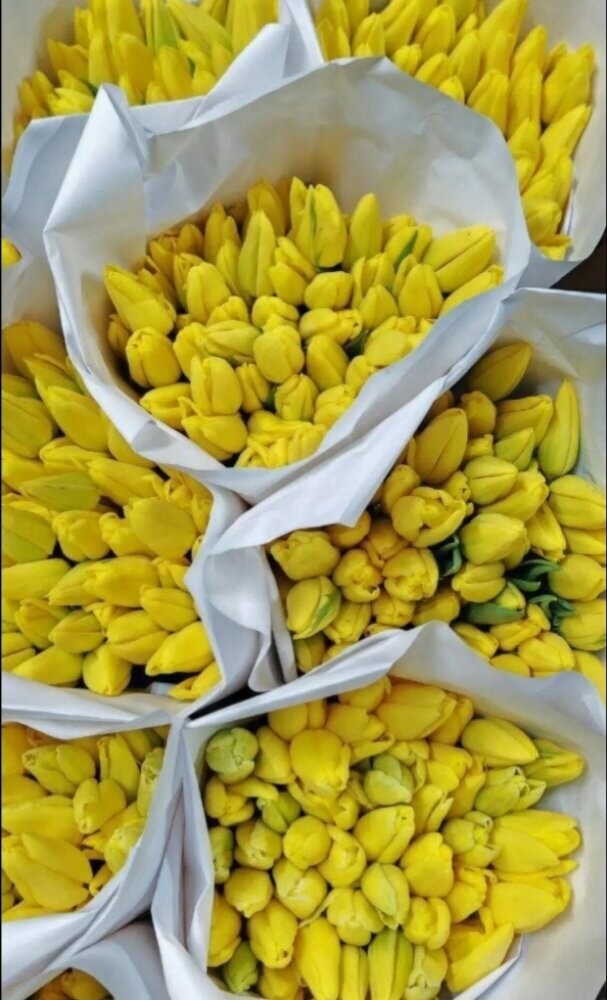 Тюльпаны желтые